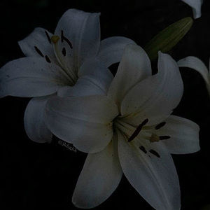 Meet your Posher, Angelica